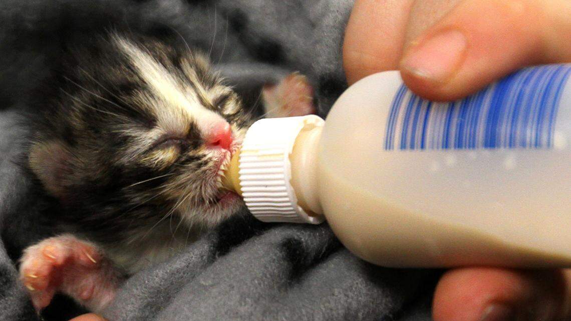 A 6-day-old kitten is fed at Animal Charity Human Society in Boardman, on March 30, 2022.