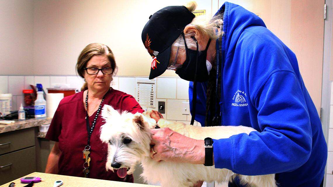 Veterinarian Richard Nokes (right) examines a dog named Gracie at Angels For Animals in Canfield on March 30, 2022. At left is veterinary assistant Cindy Kingston.