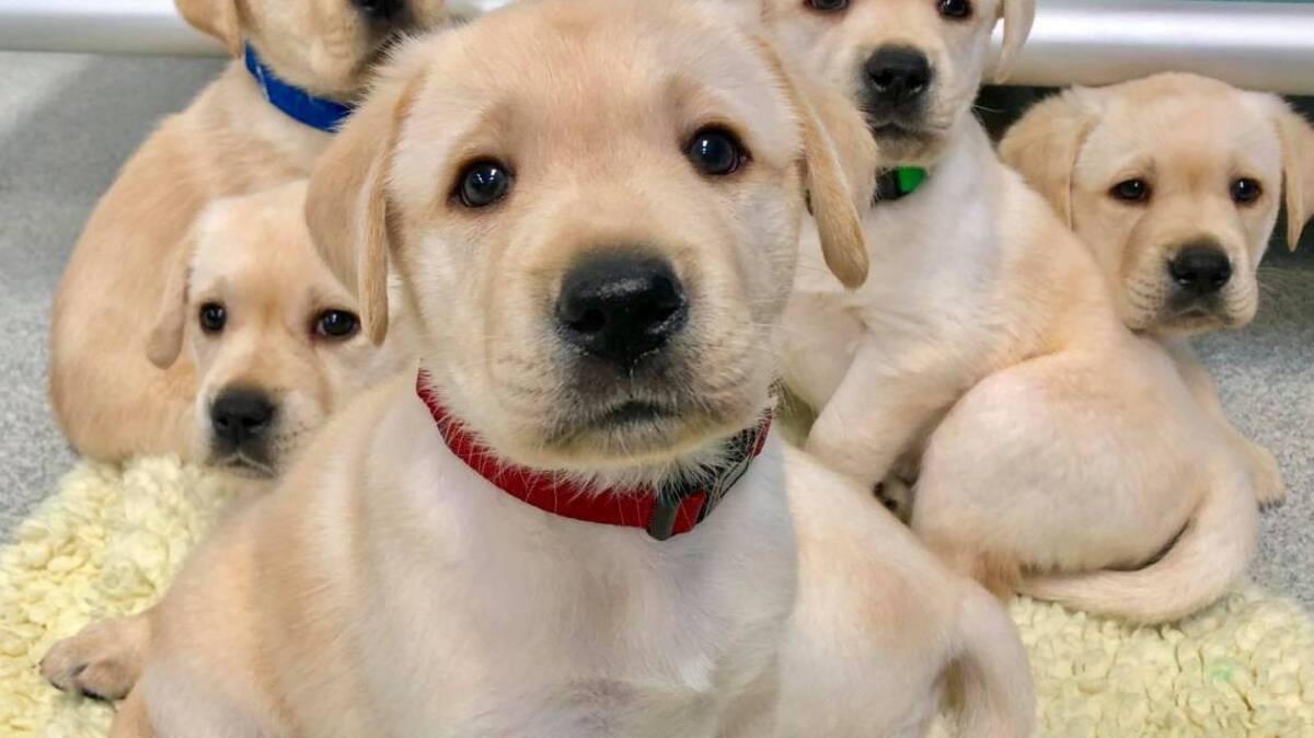 University of Arizona researchers found that puppies are born with social skills that help them connect with humans, with genetics playing a large role, according to a new study. CANINE COMPANIONS