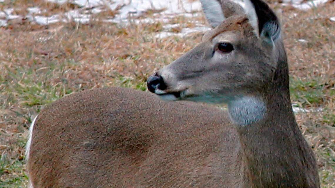 What is deer culling?