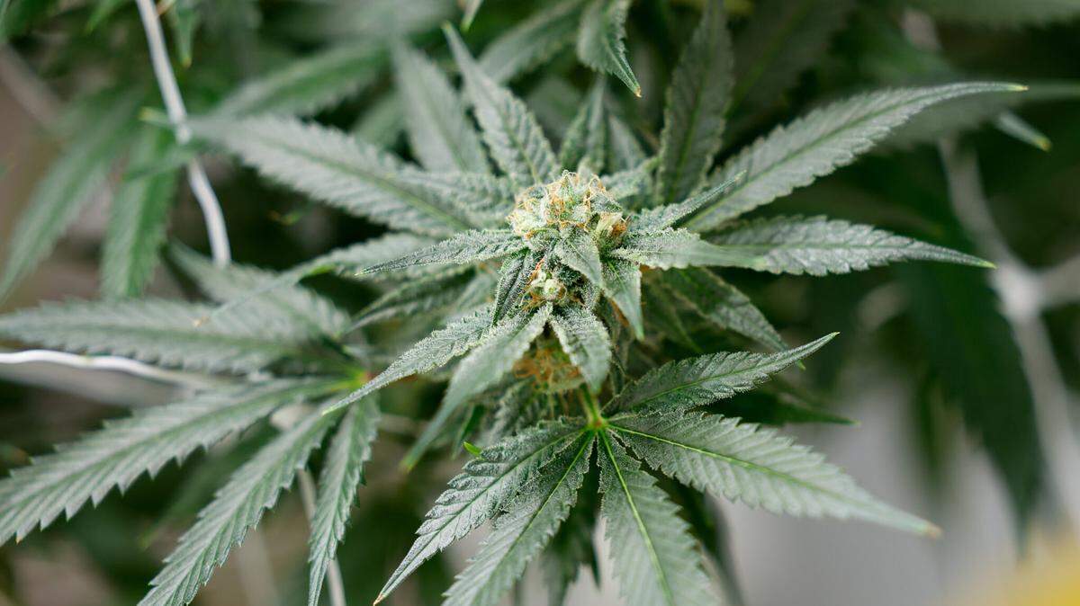 Thursday, Kentucky’s state auditor announced the office was launching an investigation into the state’s business licensing process for medical marijuana.