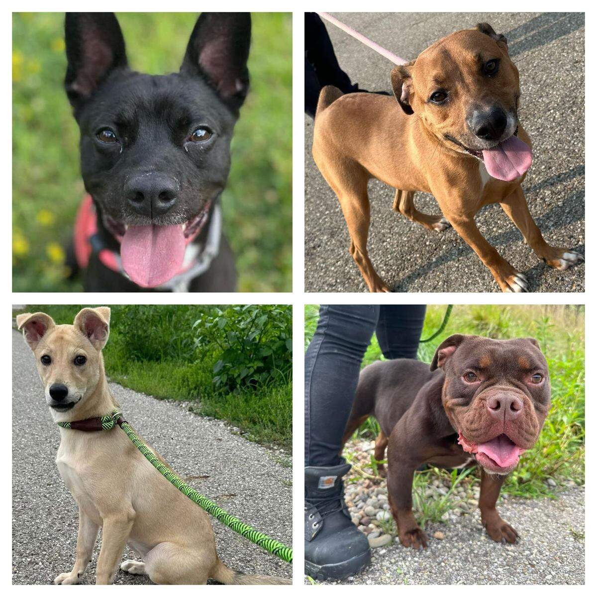Adoptable dogs from Mahoning County Dog Warden