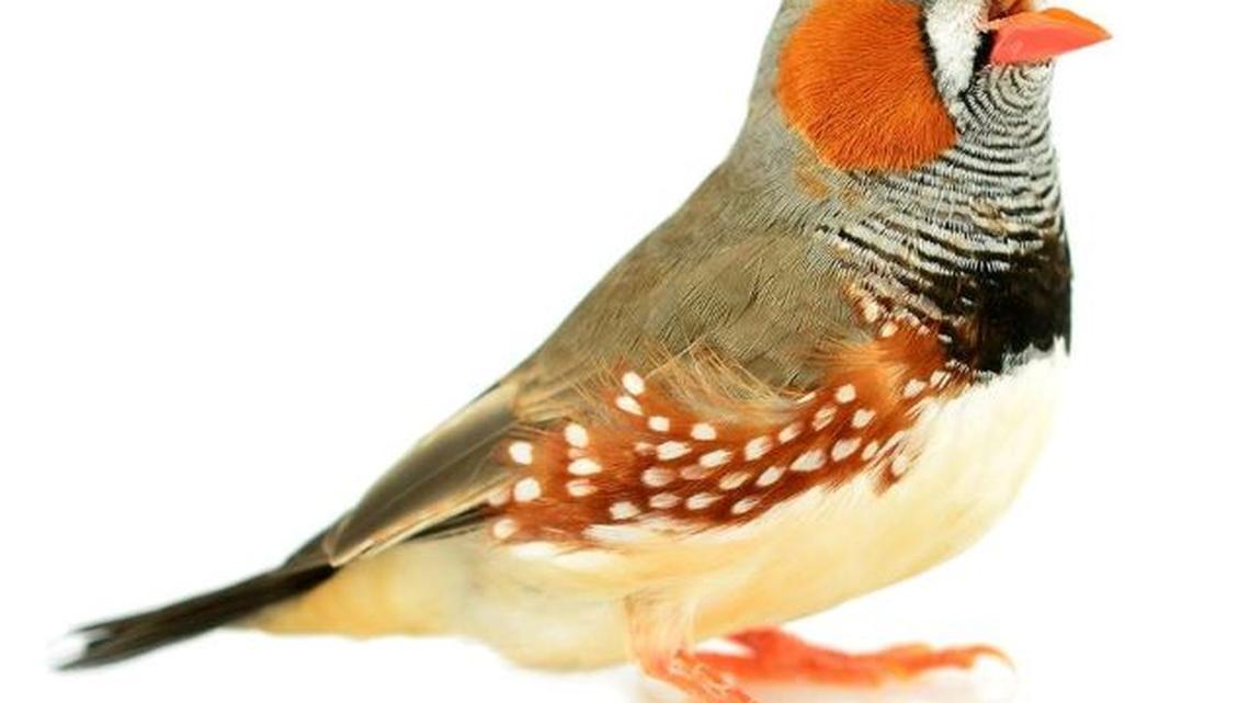 Researchers at the University of California, San Diego were able to reproduce the pitch, volume and quality of the zebra finches’ songs by translating their neural activity — a system that can inspire new devices for people with speech loss. (University of California, San Diego via Getty Images | iStockphoto)