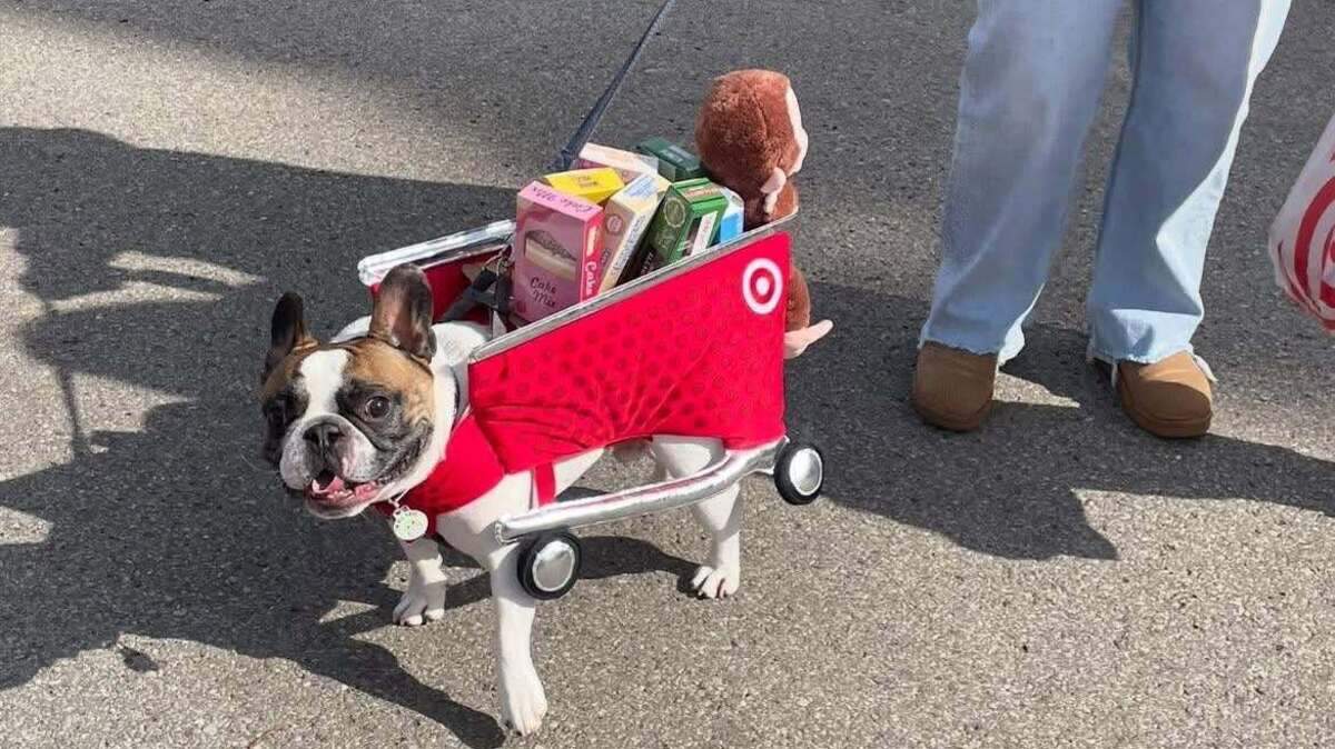 Hermitage business hosting pet costume contest for 20th year in a row