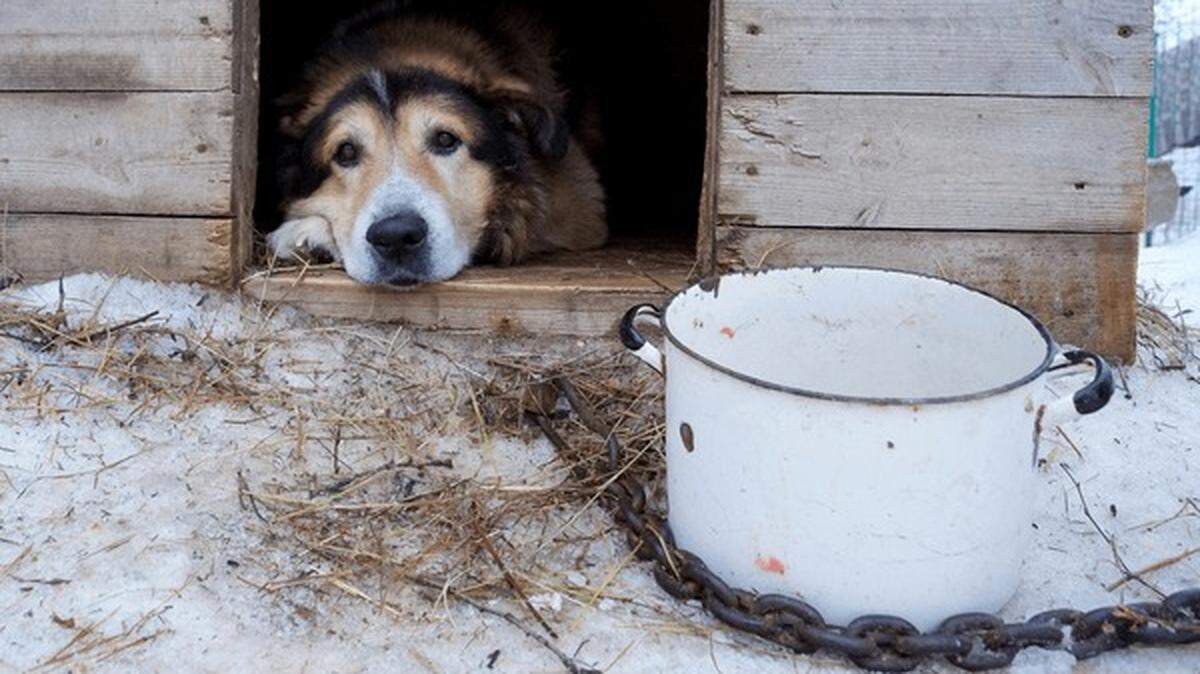 Canfield senator introduces bill to strengthen punishments for abusing animals in Ohio.