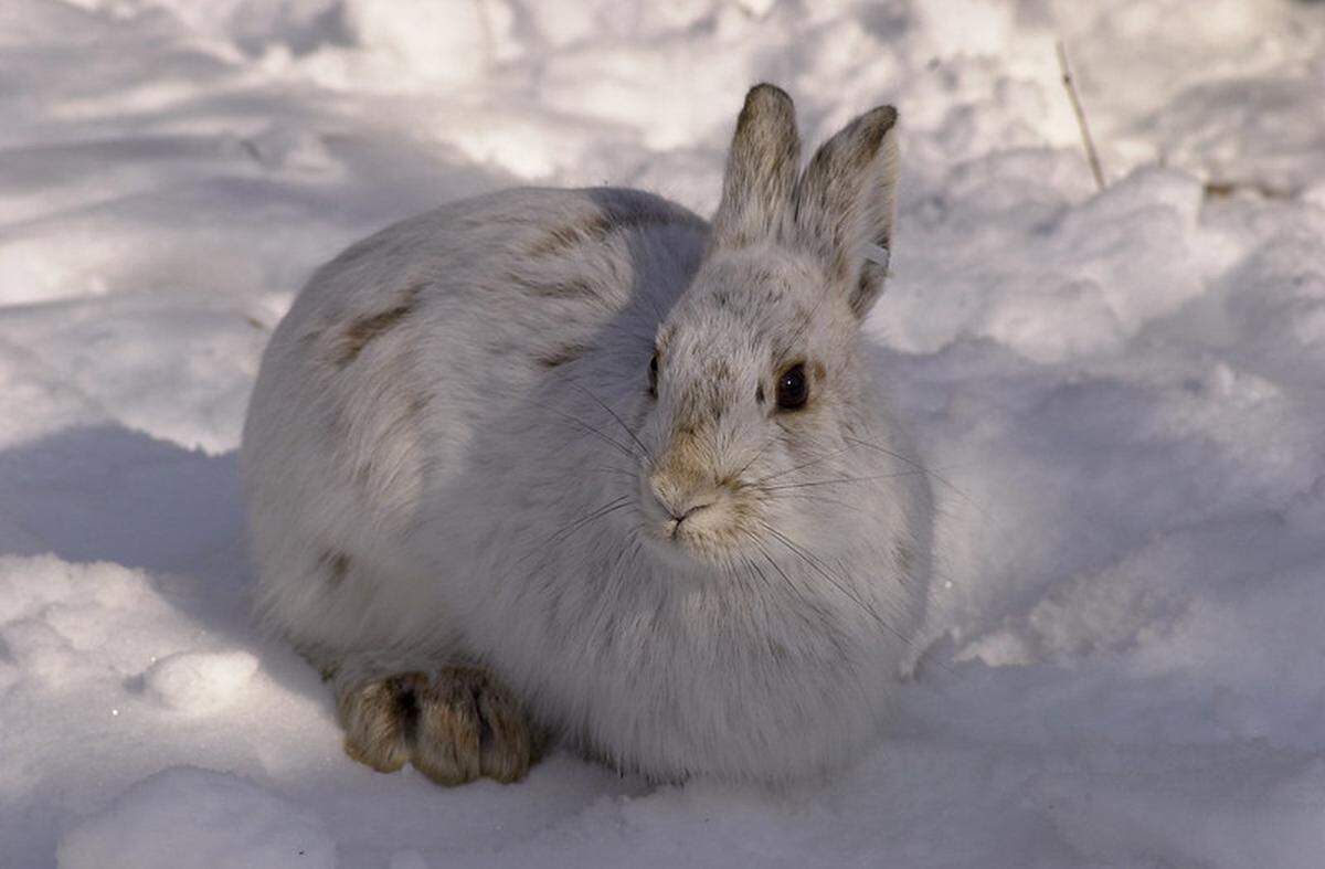 Snowshoe hares are endangered and illegal to hunt in Ohio. Look for white fur and big feet.