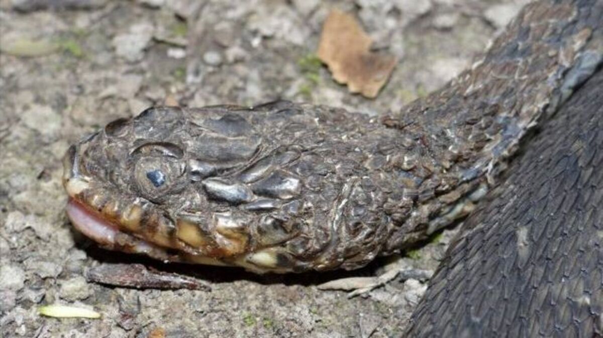This is a plain-bellied watersnake that has been afflicted with the disease. It was found in Louisiana. (Brad “Bones” Glorioso | USGS Wetland and Aquatic Research Center).