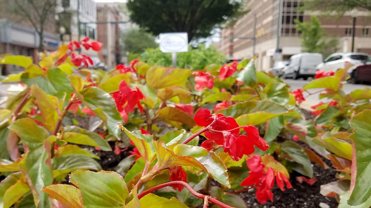 Youngstown CityScape’s Streetscape 2022 planting day is scheduled for June 4. This is the 25th year for the event.