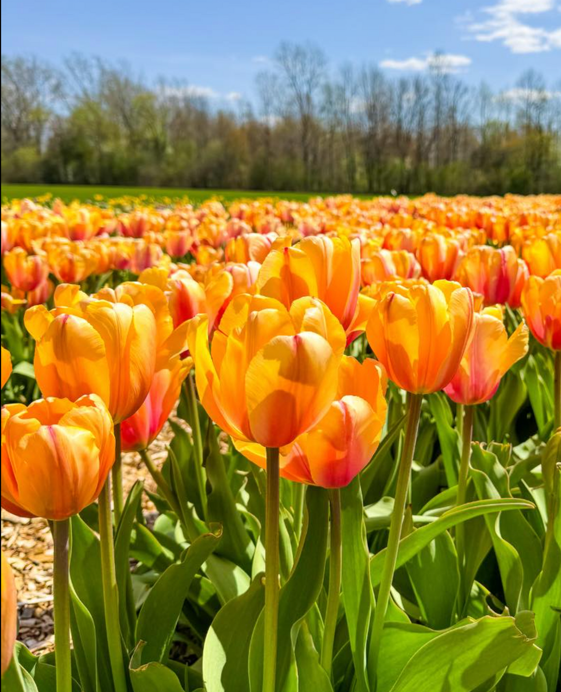 Here’s what to expect at the new tulip walk-through experience at Canfield’s White House Fruit Farm.