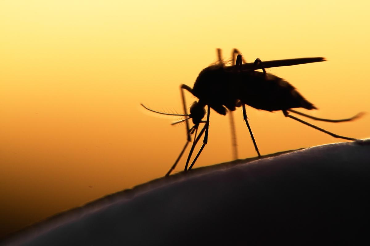 Living with mosquitoes in Florida. There are ways to reduce your risk of getting bitten.