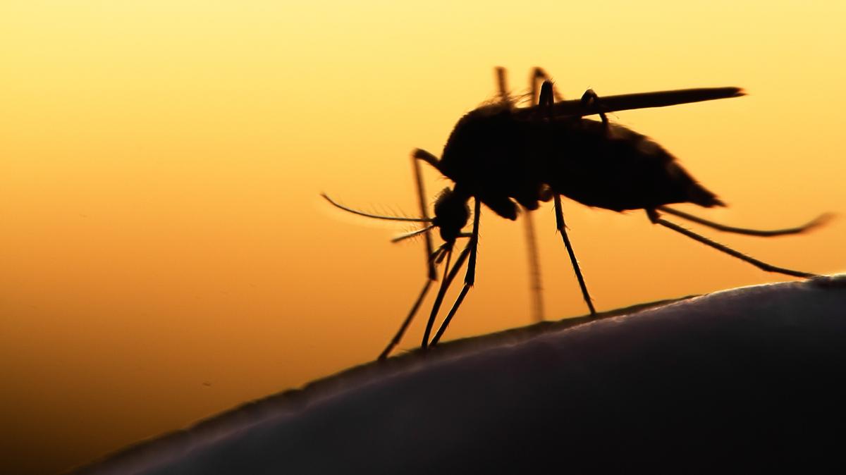 Georgia has 63 species of mosquitoes