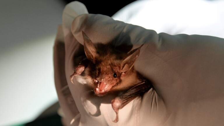 Rabid bat found outside Sutter County home, third case in recent months