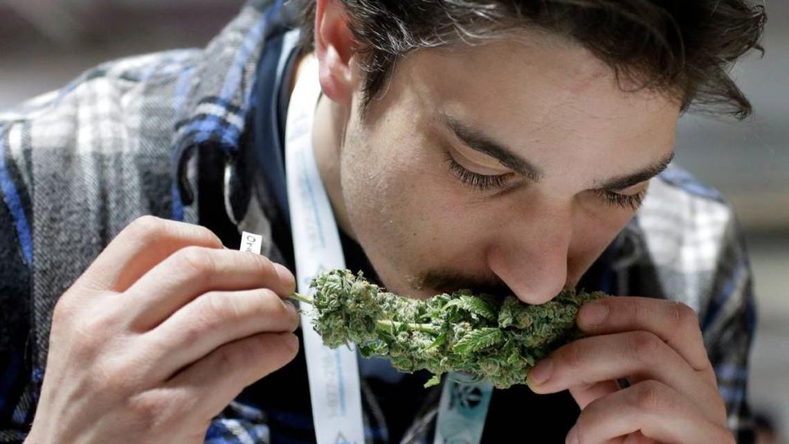 Researchers have discovered a new family of chemicals in cannabis responsible for the pungent skunky scent that the animals also carry in their notorious defense sprays. (Steven Senne | AP)