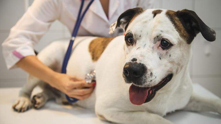 Deadly dog illness locks down California shelter. What to know about parvovirus