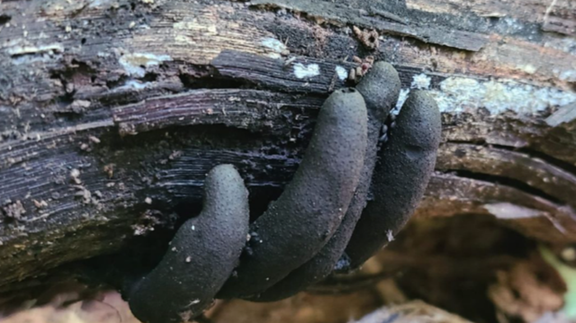 A photographer stumbled onto “dead man’s fingers” clutching a piece of timber in Ohio. (Photo provided by Josh Doty)