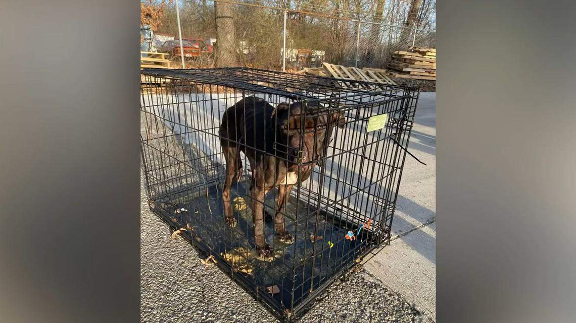 Dog found on Riblett Road in Youngstown rescued by Mahoning County Dog Warden yesterday, left inside a zip-tied crate.