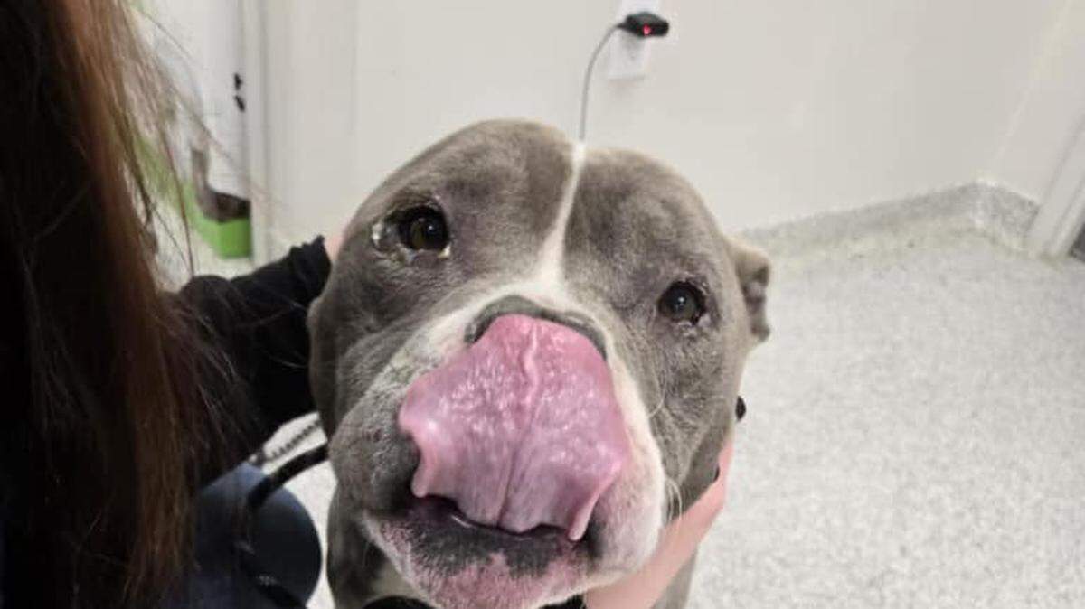 On Feb. 5, the defendant in an animal cruelty death investigation released her two living animals voluntarily and the case is being reviewed in Youngstown.