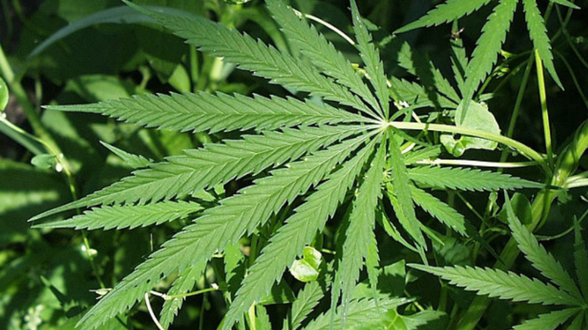 Perhaps Idaho Rep. Bruce Skaug, R-Nampa, thought he was being clever by proposing a bill that would impose a mandatory minimum $420 fine for anyone caught with 3 ounces or less of marijuana.