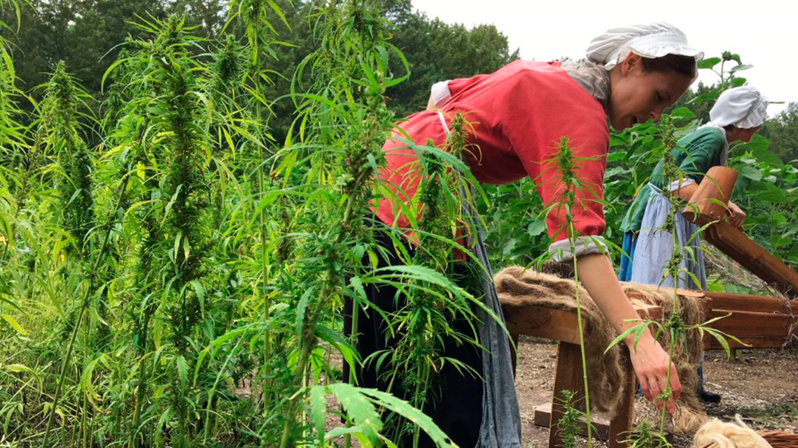 Interpreters Megan Romney, left, and Deb Colburn, right, work to process the hemp harvest Wednesday, Aug. 22, 2018, at George Washington’s Mount Vernon estate. Mount Vernon planted about 1,000 square feet of industrial hemp in recognition of Washington’s planting of the crop in the 18th century.