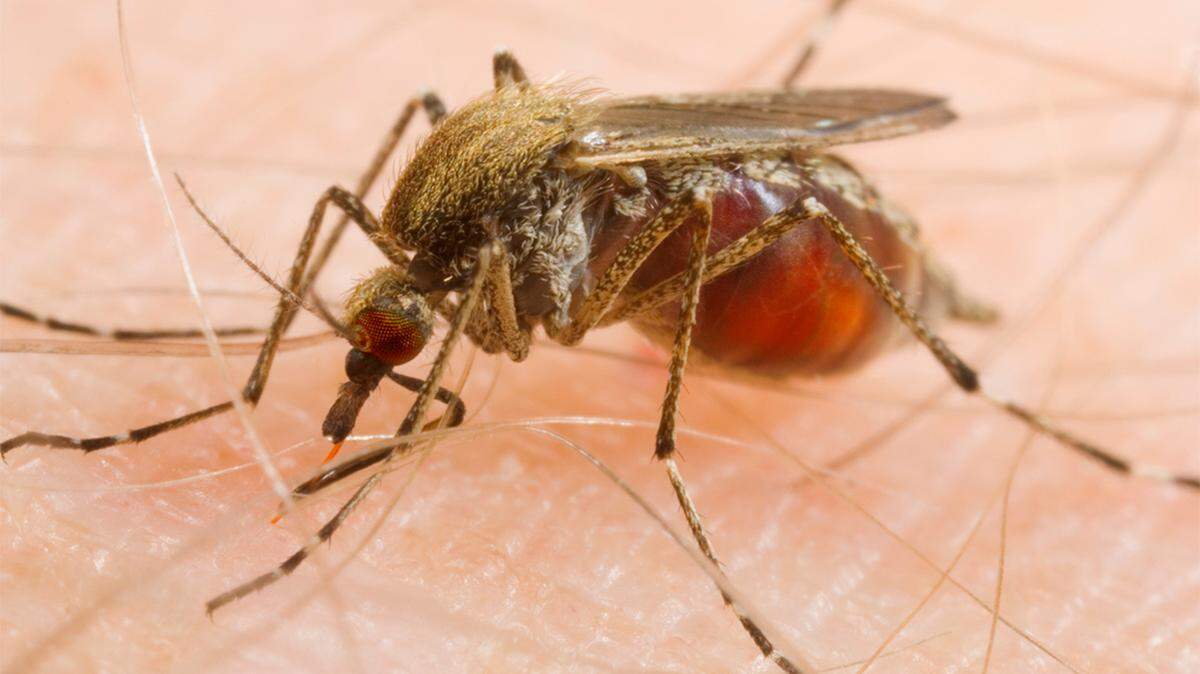 mosquito