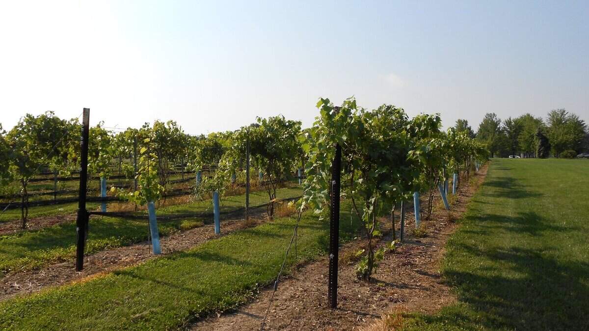 Submit bids online until Aug. 27 for the Mastropietro Winery estate and vineyard in Mahoning County.