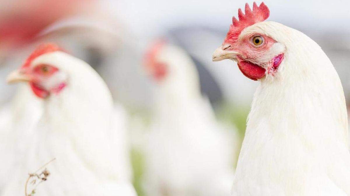 While rare, bird flu is contracted when a person has close contact with an infected animal. 