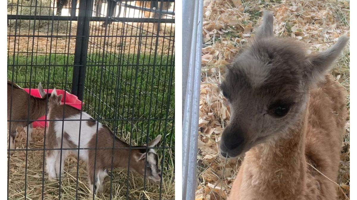 See the baby goats and llama at All American Petting Zoo