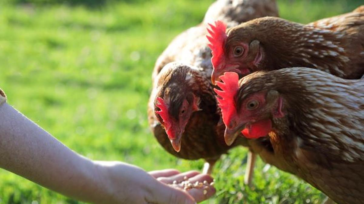 Check out these metro-east ordinances before setting up a chicken coop in your backyard.