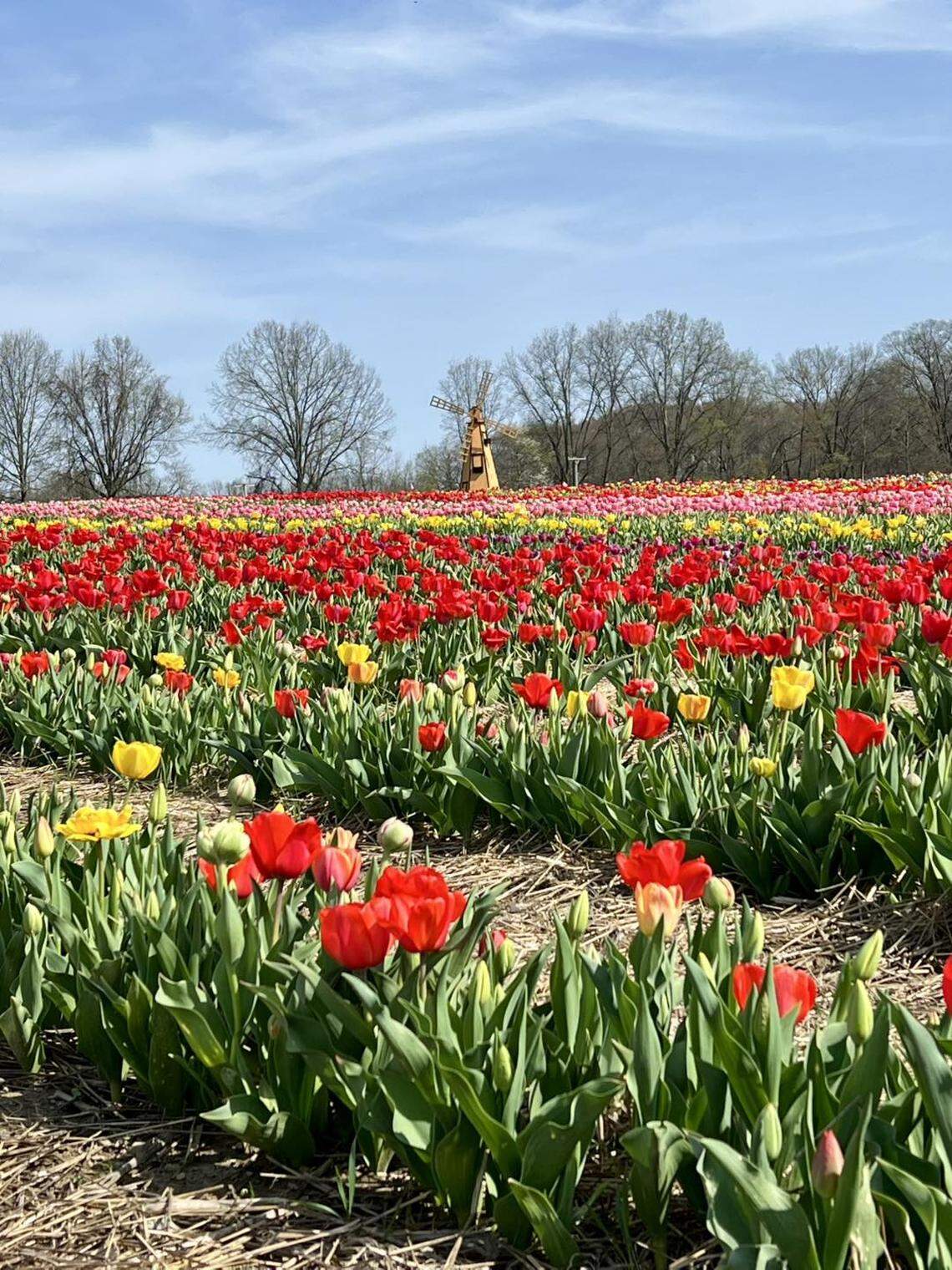 Over 200,000 tulips are in bloom at White House Fruit Farm, planted by two team members last fall and maintained for guests to visit through May 3.