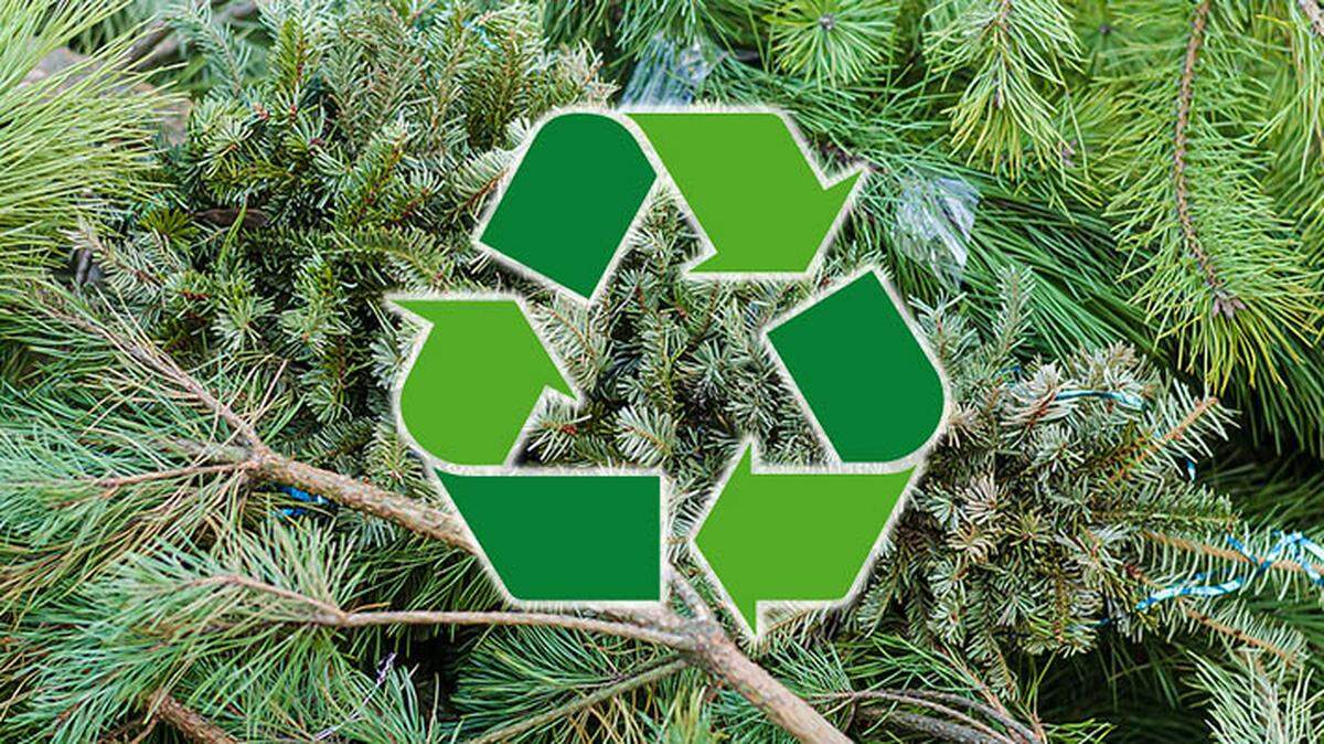 Closeup of a heap of Christmas trees.