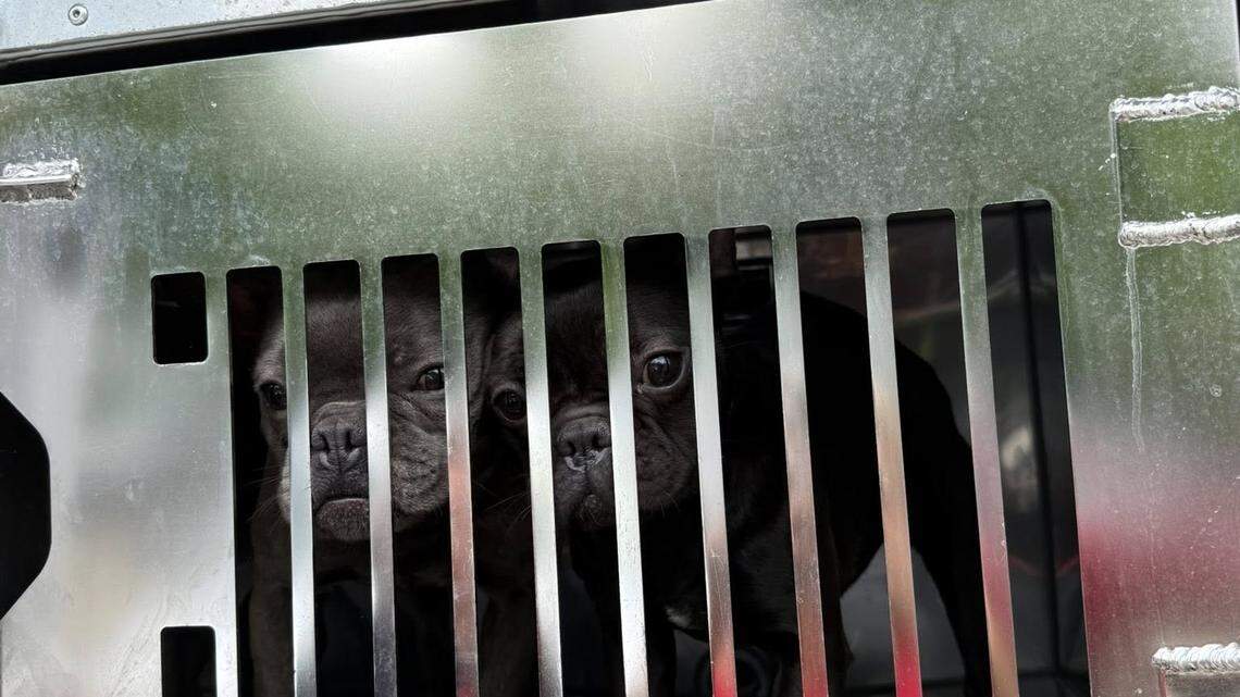 Ohio ranks fifth with 293,048 pet adoptions in total, and 341,599 shelter intakes, according to data collected from state animal shelters.