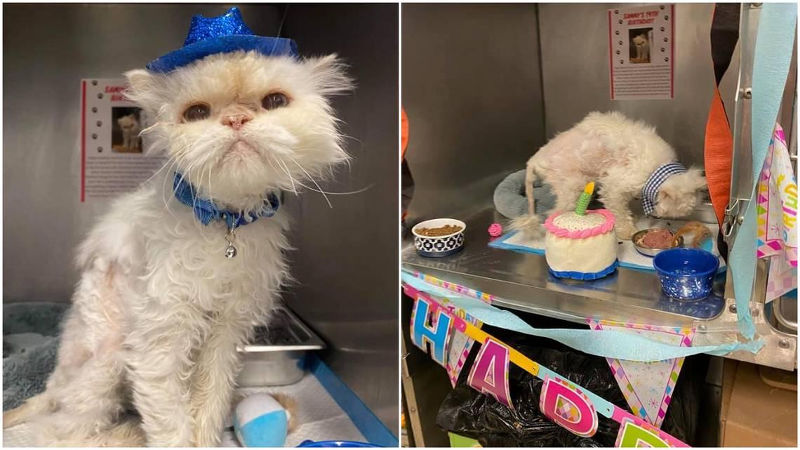 A 19-year-old cat was adopted after pictures of the cat’s birthday party went viral. CINCINNATI ANIMAL CARE