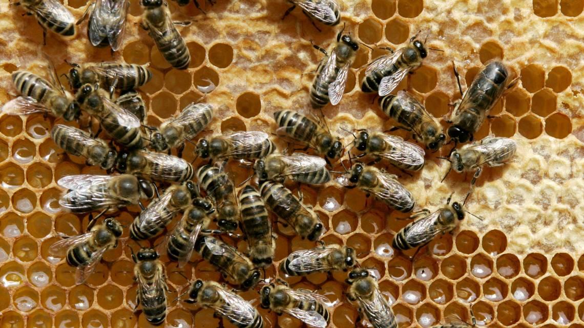 Honeybees use light to tell time, but a mixture of laboratory and real-world experiments revealed the insects also use temperature fluctuations inside their dark hives to understand when it’s time to hunt for food, mate or even whip out their fancy dance moves to send important messages to others. HERIBERT PROEPPER AP