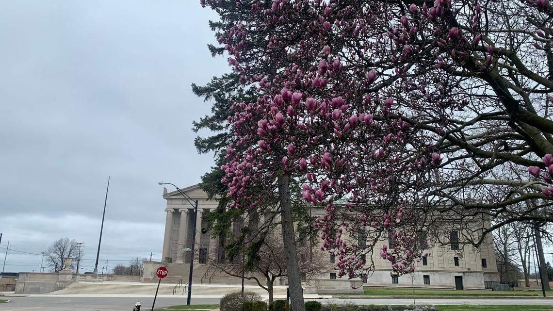 Flowers bloom at Wick Park