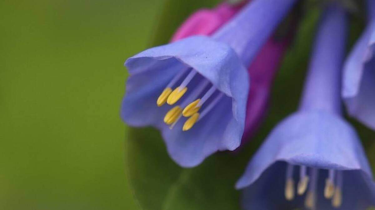 Virginia Bluebells are featured in the wildflower walk created by the Friends of Poland Forest