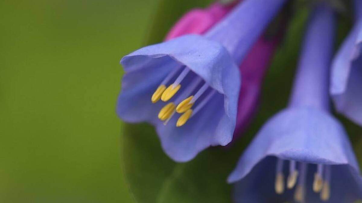 Virginia Bluebells are featured in the wildflower walk created by the Friends of Poland Forest