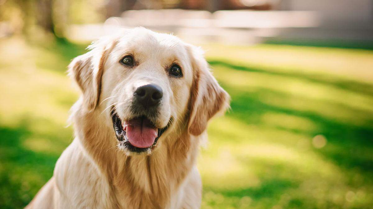 Centre County residents can purchase 2022 dog licenses in person or online starting next week.