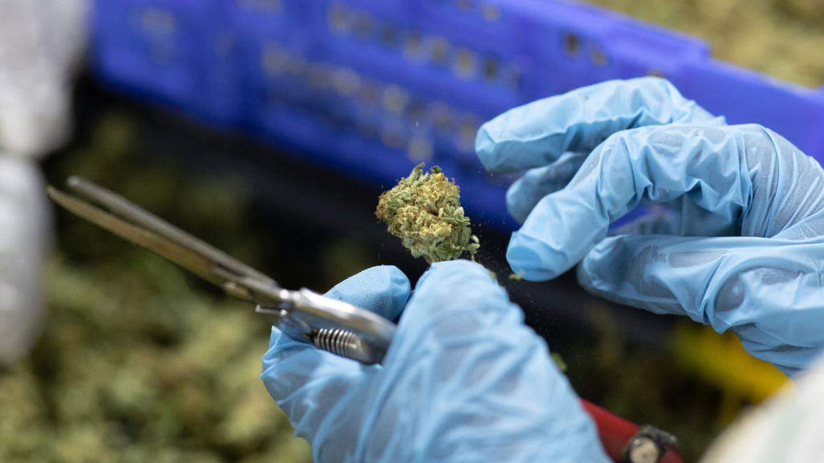 KASESE, UGANDA - NOVEMBER 10: A factory worker processes Cannabis flowers to make them ready for export on November 10, 2020 in Kasese, Uganda. Uganda is one of several African countries looking to produce medical cannabis for export to Europe and America. Since 2017, five countries on the continent have legalized the farming of cannabis for medicinal or industrial use. Rwanda earlier this month passed laws allowing production, and Uganda has already started exporting to markets in Israel. Farms in Lesotho (the first nation in Africa to issue licenses to produce medicinal cannabis) quickly attracted multimillion-dollar investments from Canada. Industrial Hemp, the only Ugandan cannabis company currently exporting, grows its crop in high-tech greenhouses in partnership with Together Pharma, an Israeli firm. In April they exported 250kg of medicinal cannabis - the first commercial batch to leave Uganda since the government approved export in January. Considering this successful export, the company is setting its sights on exporting to Europe and Canada. Scores of Ugandan companies have applied for licenses. (Photo by Luke Dray/Getty Images)