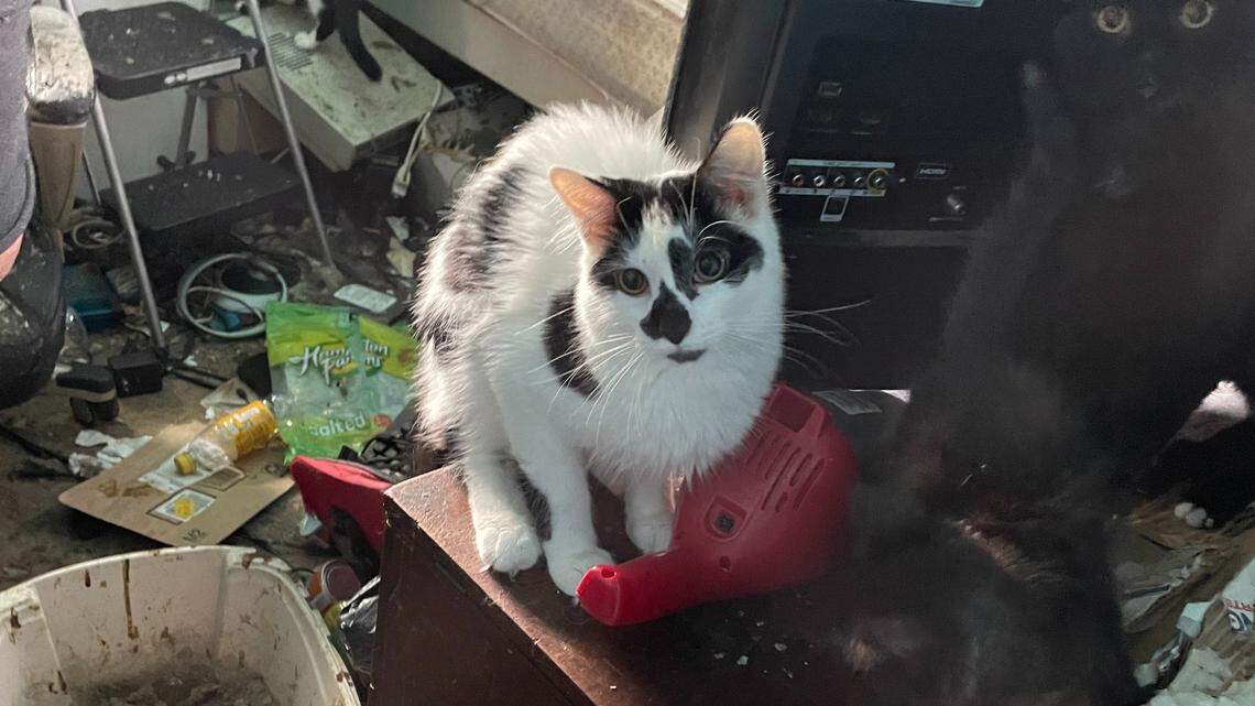 An AWL officer found 28 animals living in “horrible conditions.”