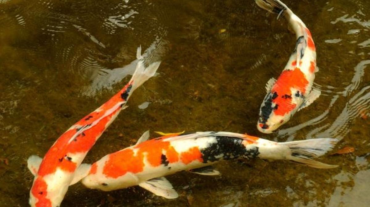 Koi are among the fish being sold by the Mahoning County Soil & Water Conservation District. (Contributed photo)