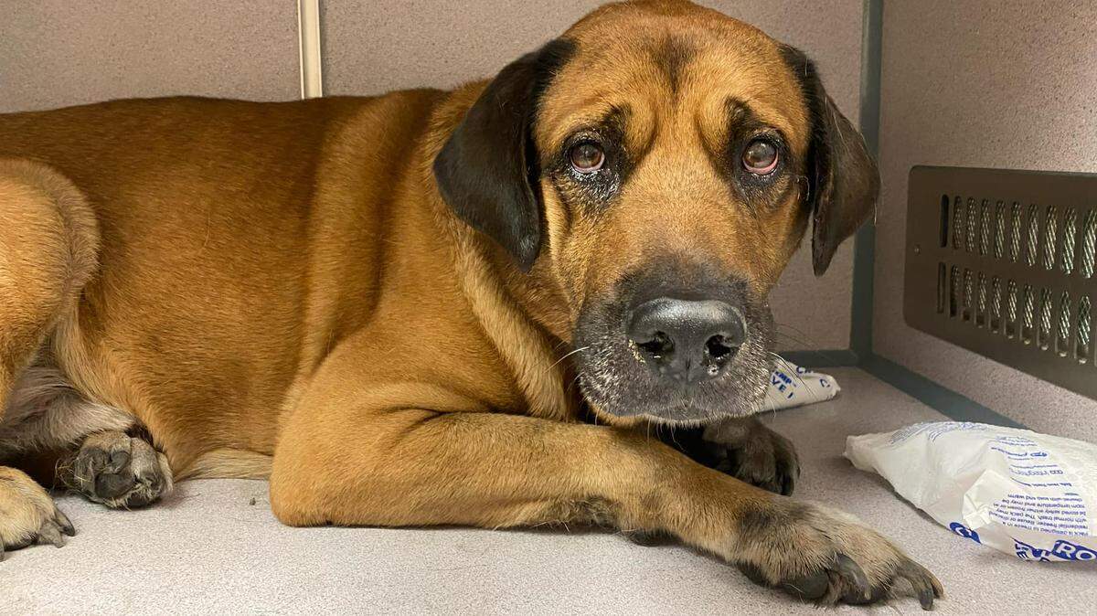 Dog injured in Youngstown fire