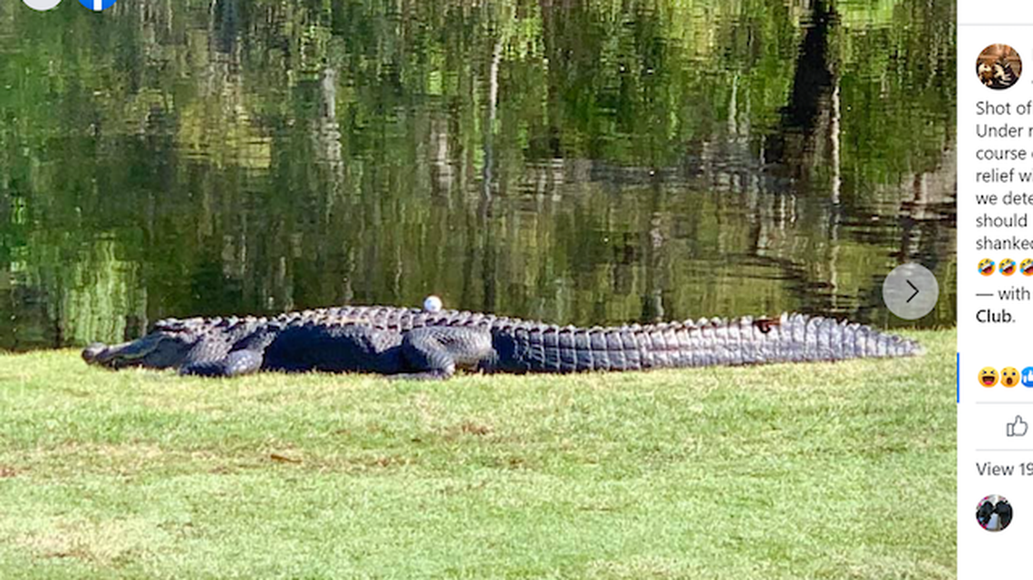 A golfer’s ball land on top of an alligator at a course in Okatie, SC. 