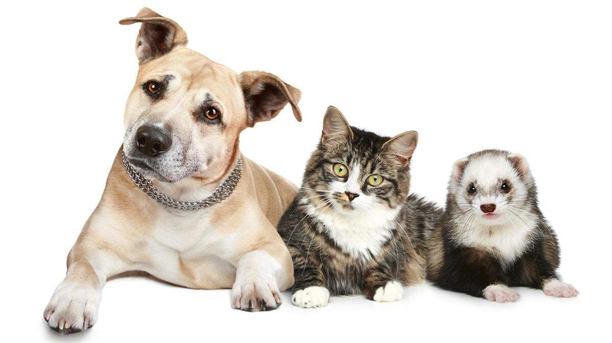Dog, cat, ferret