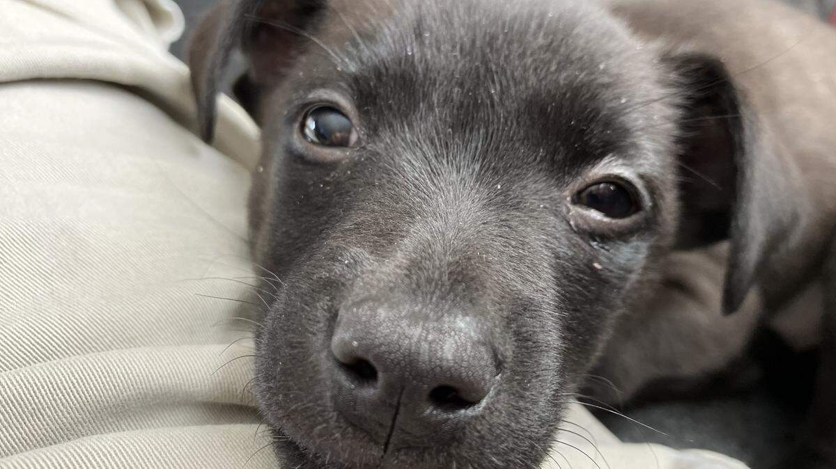 We’re looking for the cutest dog in the Mahoning Valley. Submit your pictures to news@mahoningmatters.com. Here’s a picture of my dog, Bridget.