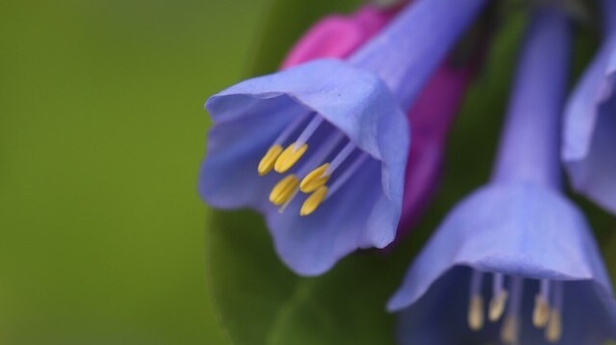 Virginia Bluebells are featured in the virtual wildflower walk created by the Friends of Poland Forest (Photo by Kyle Filicky)