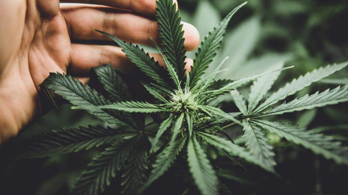 A 2023 poll by the Coalition for Cannabis Policy, Education and Regulation found 68% of Republican voters likely to cast a ballot in a 2024 Republican presidential primary support ending the federal prohibition on cannabis.
