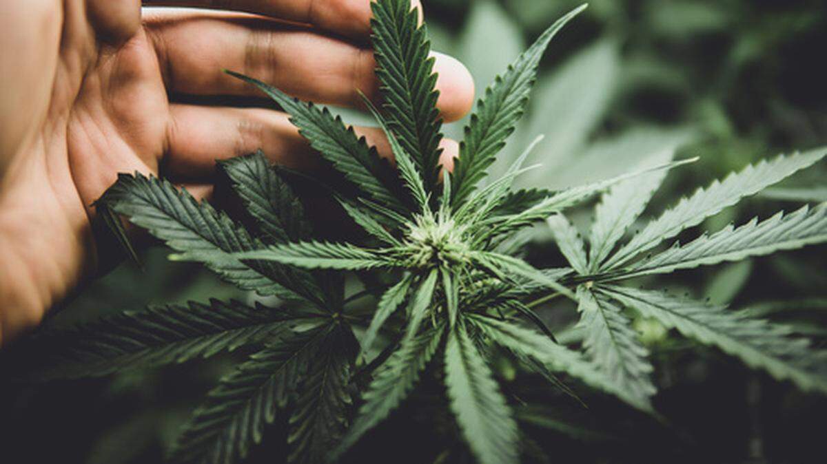 New Georgia hemp law goes into effect Oct. 1, 2024