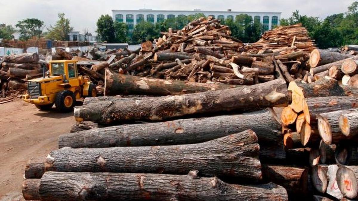High lumber prices brought on by the pandemic have started to dip but remain elevated. (Mel Evans | AP)