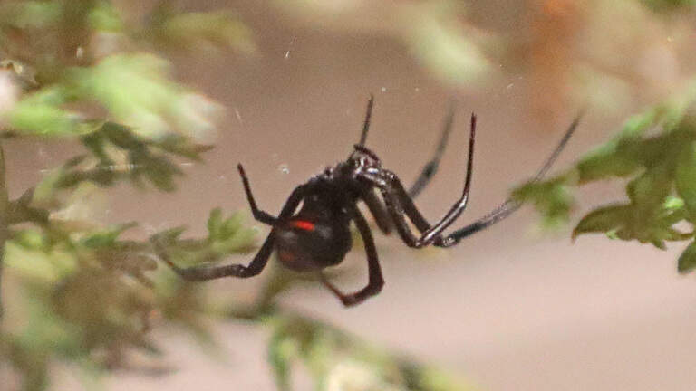 Ohio spiders don't vanish after Halloween. Here's what to know about five common species