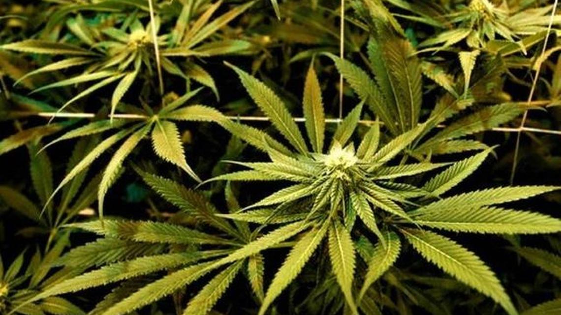 File photograph of a marijuana plant. (Associated Press)